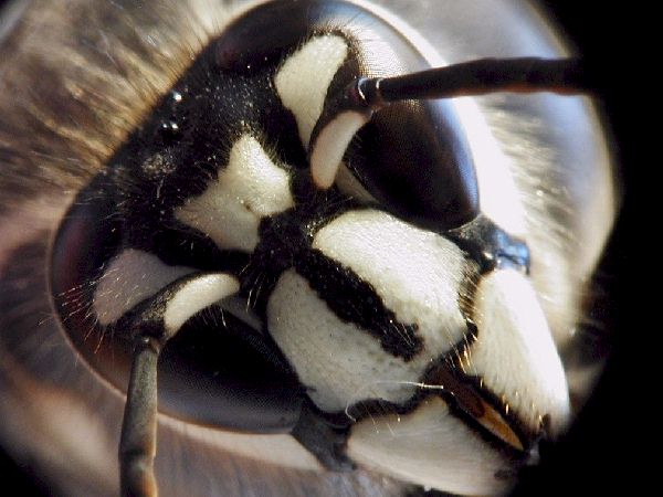 Bald-Faced-Hornet; picture taken by Ken Wingle
