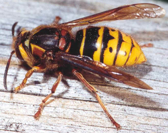 Mittlere Wespe, die zweitgrößte bei uns vorkommende Wespe, auch als "kleine Hornisse" bekannt