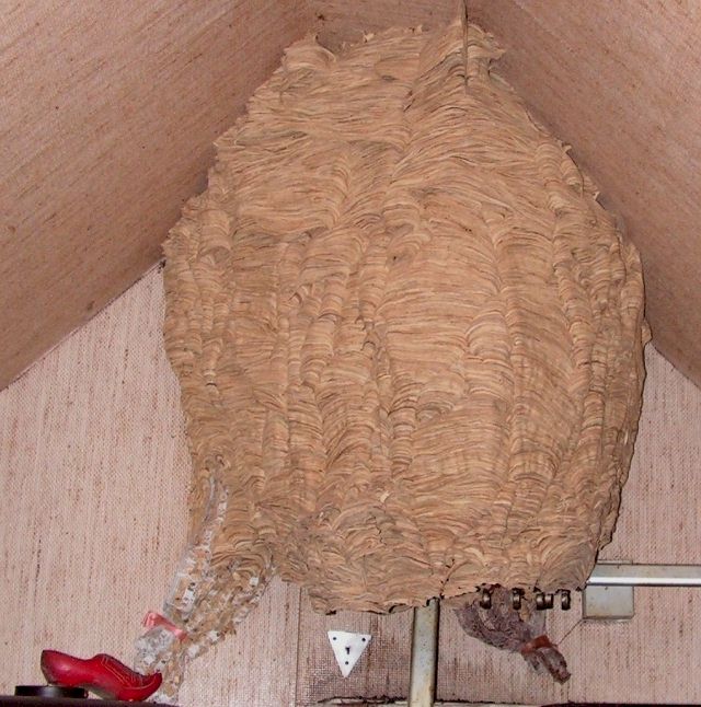 Foto: Christiane Fehse; Nestgröße: ca. 75 cm hoch und 60 cm breit; Fundort: im Dachgeschoss unserer Gartenlaube