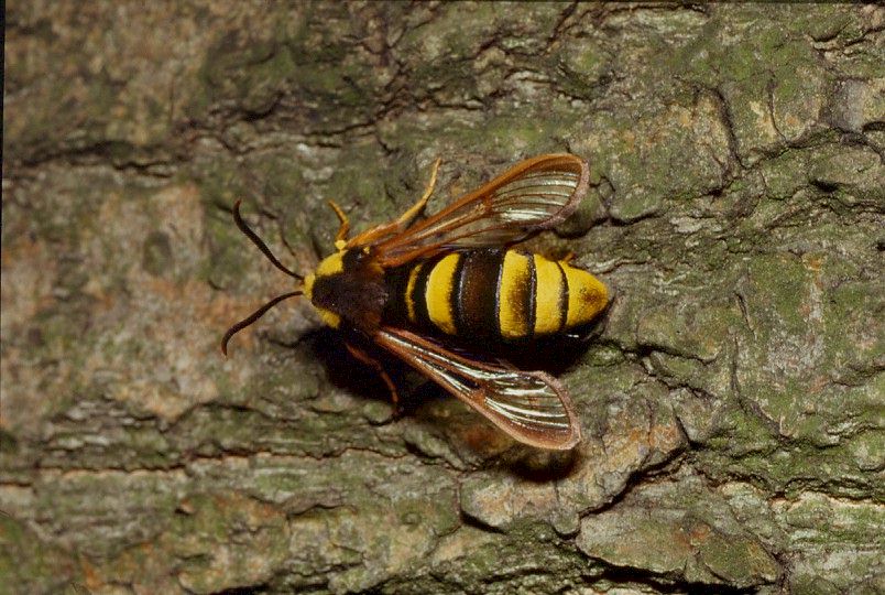 Hornissen-Glasflügler, Aegeria apiformis, engl. hornet moth