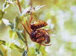Frelon découpant une abeille sauvage ; Photo : Frank Hornig